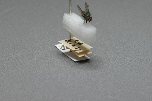 Sarcophaga (Myorhina) nigriventris Meigen, 1826 - 015091662_additional_4