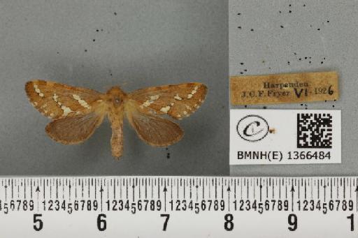 Phymatopus hecta (Linnaeus, 1758) - BMNHE_1366484_186754