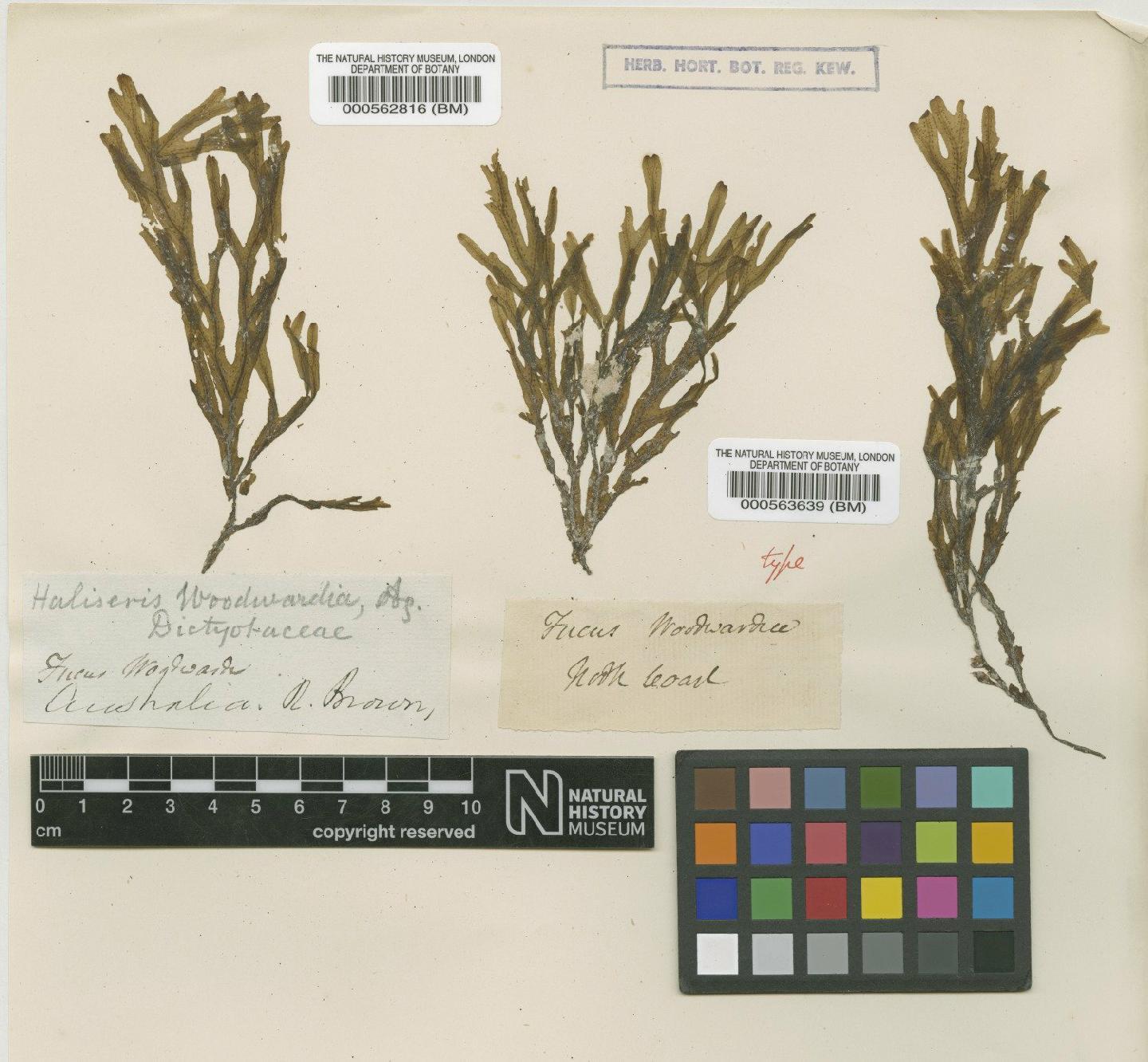 To NHMUK collection (Dictyopteris woodwardia (R.Br. ex Turner) C.Agardh; Type; NHMUK:ecatalogue:4722321)