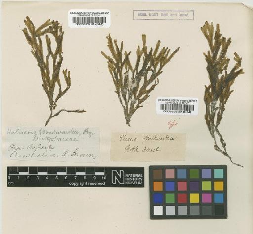 Dictyopteris woodwardia (R.Br. ex Turner) C.Agardh - BM000562816