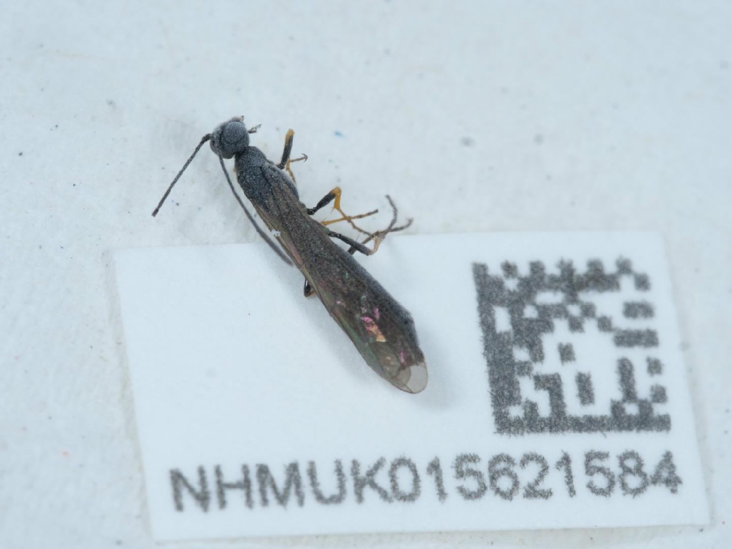 Calameuta pallipes thumbnail