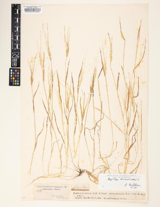 Aegilops triuncialis L. - 000086388