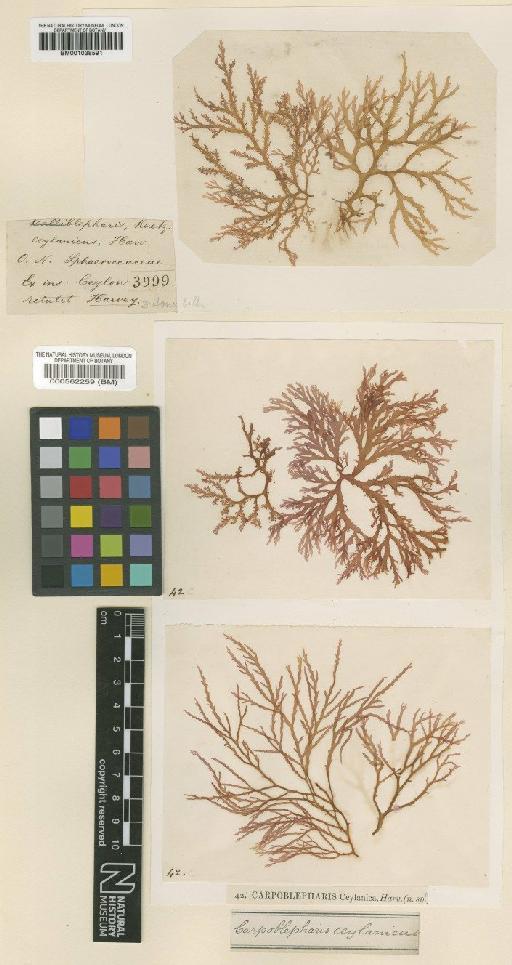 Carpoblepharis ceylanica Harv. ex Kütz. - BM000562259