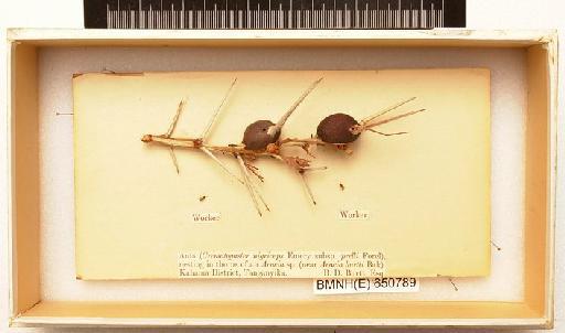 Crematogaster nigriceps Emery, 1897 - Hymenoptera Nest BMNH(E) 650789