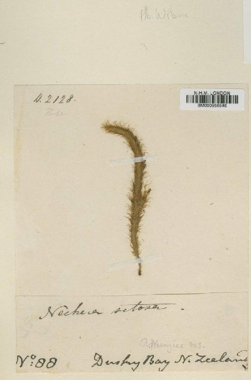 Cyrtopus setosus (Hedw.) Hook.f. - BM000986846