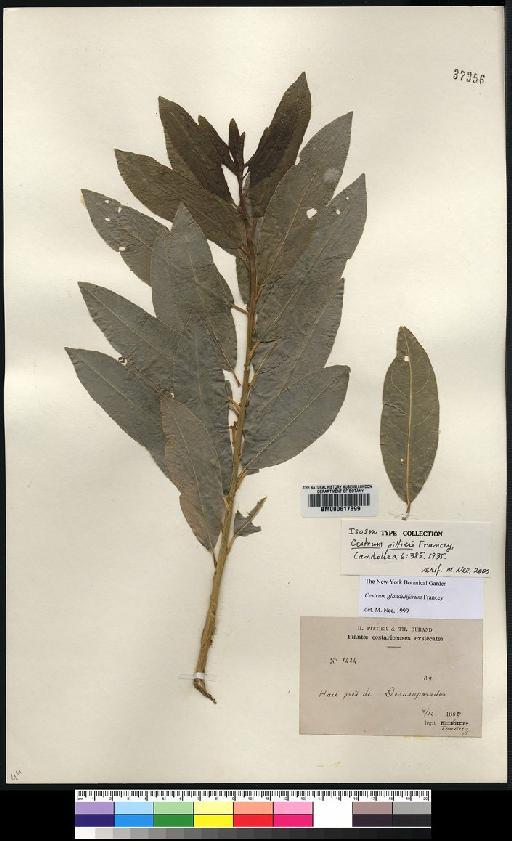 Cestrum glanduliferum Francey - Spruce - BM000617899