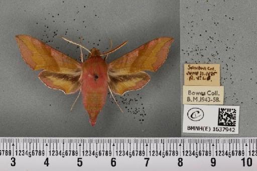 Deilephila porcellus (Linnaeus, 1758) - BMNHE_1637942_206995