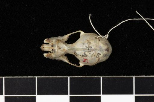 Rhinolophus augur zuluensis - 1904_5_1_8-Rhinolophus_augur_zuluensis-Holotype-Skull-dorsal