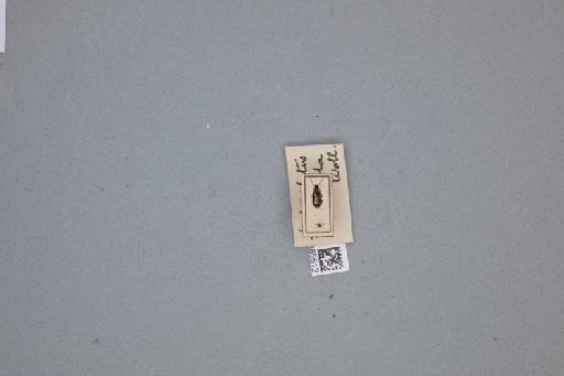 Syntomus fuscomaculatus (Motschulsky, 1844) - 013885512_253136_944631