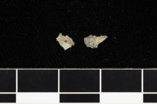 Phyllorhina aurita Tomes, 1859 - 1907_1_1_303-Phyllorhina_aurita-Type-Skull-fragments