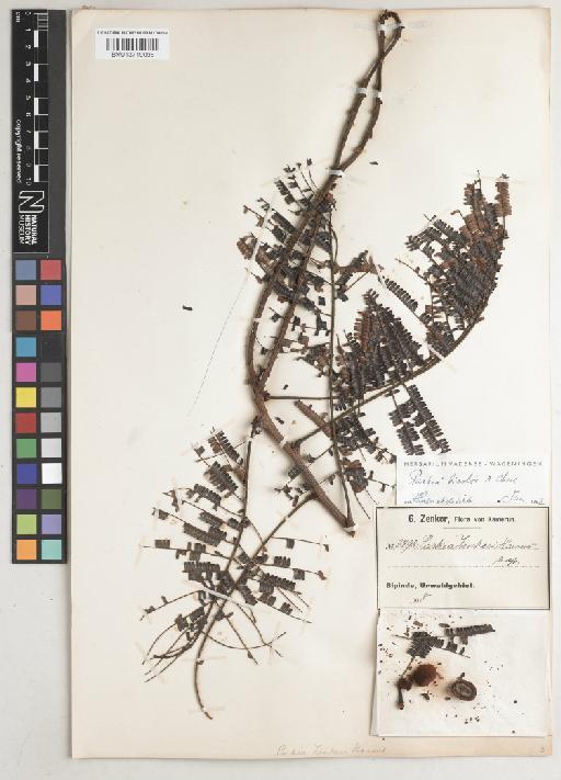 Parkia bicolor A.Chev. - BM013719098