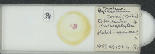 Parthenolecanium corni (Bouche, 1844) - 010137587_117397_1101018