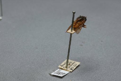 Rhingia campestris Meigen, 1822 - 012530028_additional_1