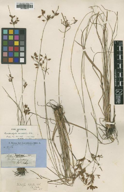 Fimbristylis dichotoma (L.) Vahl - BM000990875