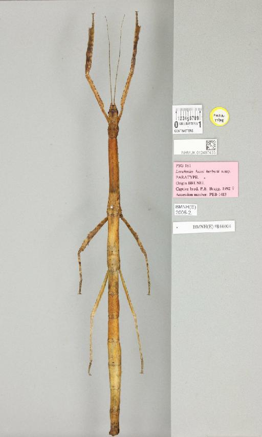 Hermagoras cultratolobatus (von Wattenwyl, 1907) - 012497435_73687_93871