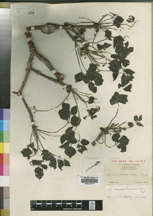 Commiphora mossambicensis (Oliv.) Engl. - BM000798775