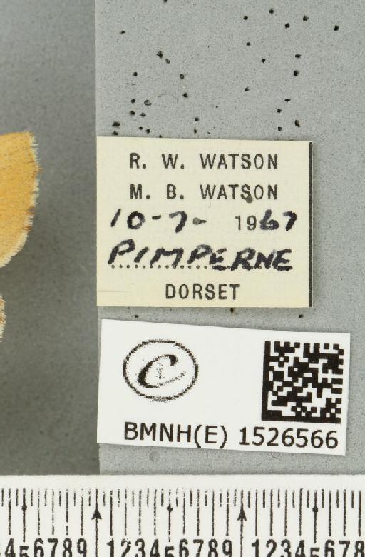 Malacosoma neustria (Linnaeus, 1758) - BMNHE_1526566_label_190908