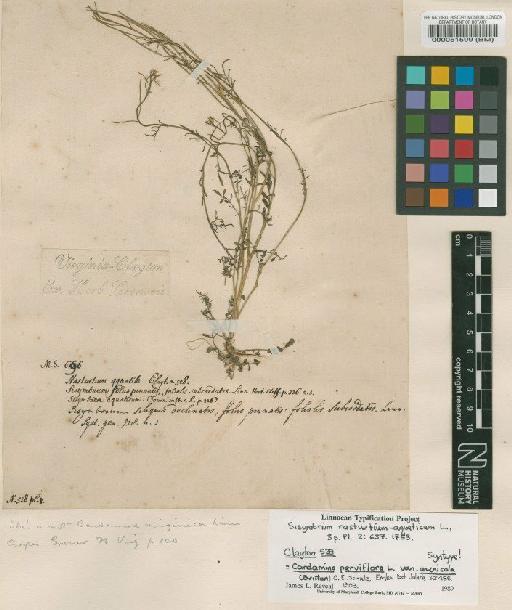 Sisymbrium nasturtium-aquaticum L. - BM000051599