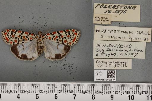Utetheisa pulchella (Linnaeus, 1758) - BMNHE_1662877_283372