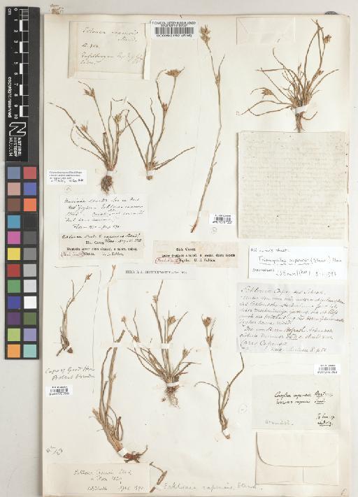 Trianoptiles capensis (Steud.) Harv. - BM000092192