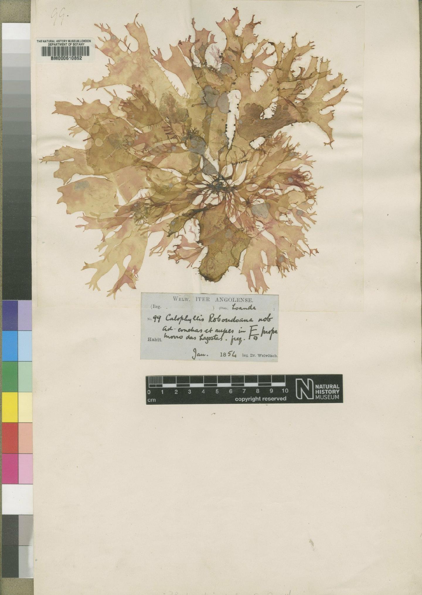 To NHMUK collection (Flahaultia palmata Barton; Isotype; NHMUK:ecatalogue:4789387)