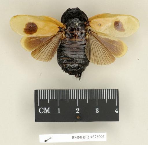 Panesthia flavipennis Wood-Mason, 1876 - Panesthia flavipennis Wood-Mason, 1876, male, non type, dorsal. Photographer: Edward Baker. BMNH(E)#876003