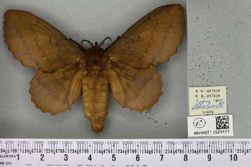 Gastropacha quercifolia (Linnaeus, 1758) - BMNHE_1524477_198631