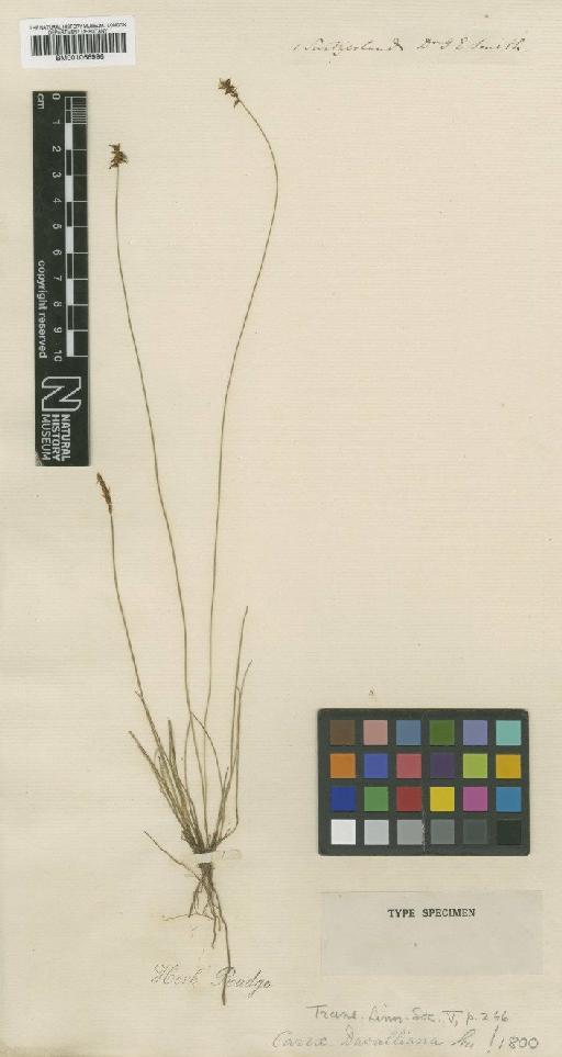 Carex davalliana Sm. - BM001066996