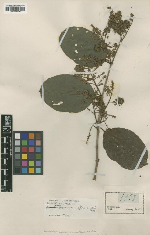 Combretum punctatum subsp. squamosum (Roxb. ex G.Don) Exell - BM000947043