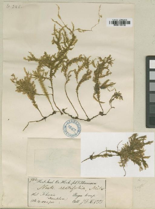 Homaliodendron papillosum Broth. - BM001108152