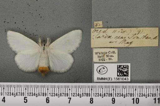 Euproctis similis (Fuessly, 1775) - BMNHE_1561043_253760