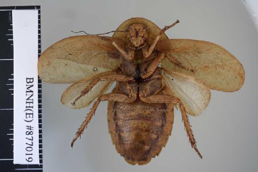 Epilampra strigifrons Walker, 1869 - Epilampra strigifrons Walker, F, 1869, female, holotype, ventral. Photographer: Aging Wang. BMNH(E)#877019