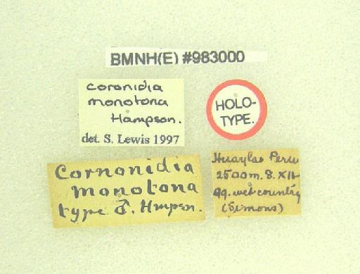 Homidiana monotona (Hampson, 1918) - Homidiana monottona labels