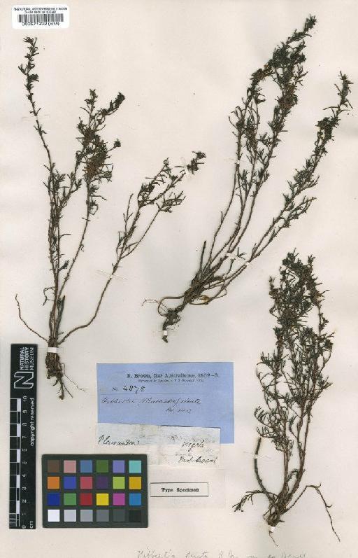 Hibbertia virgata Hook. - BM000571232