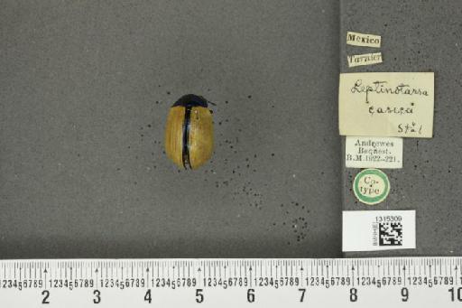 Leptinotarsa cacica Stål, 1858 - BMNHE_1315309_14871