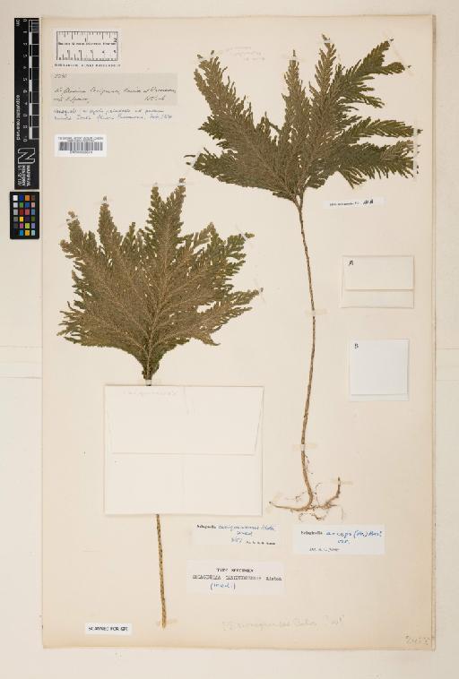 Selaginella anceps (C.Presl) C.Presl - 000936518