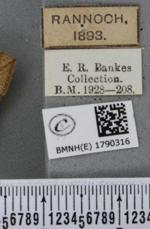 Coenocalpe lapidata (Hübner, 1809) - BMNHE_1790316_label_367370