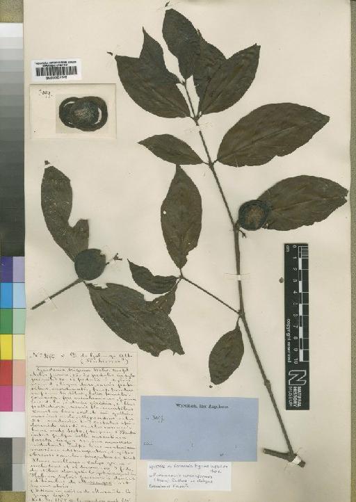 Rothmannia urcelliformis (Hiern) Robyns - BM000924145
