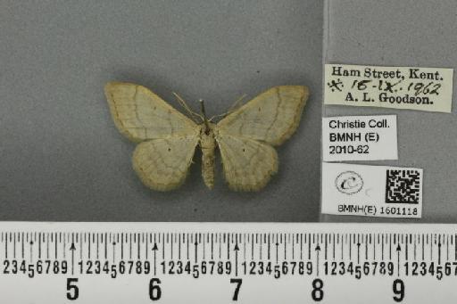 Idaea straminata (Borkhausen, 1794) - BMNHE_1601118_299127