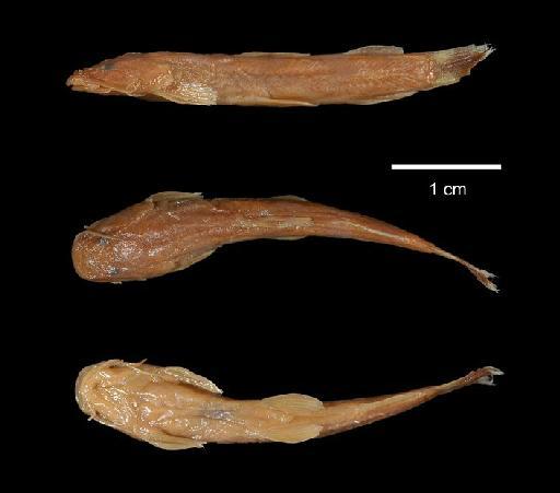 Amphilius brevis Boulenger, 1902 - 1902.4.14.21; Amphilius brevis; type; ACSI Project image