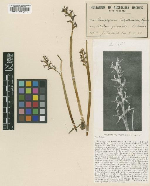 Prasophyllum alpinum R.Br. - BM000051478
