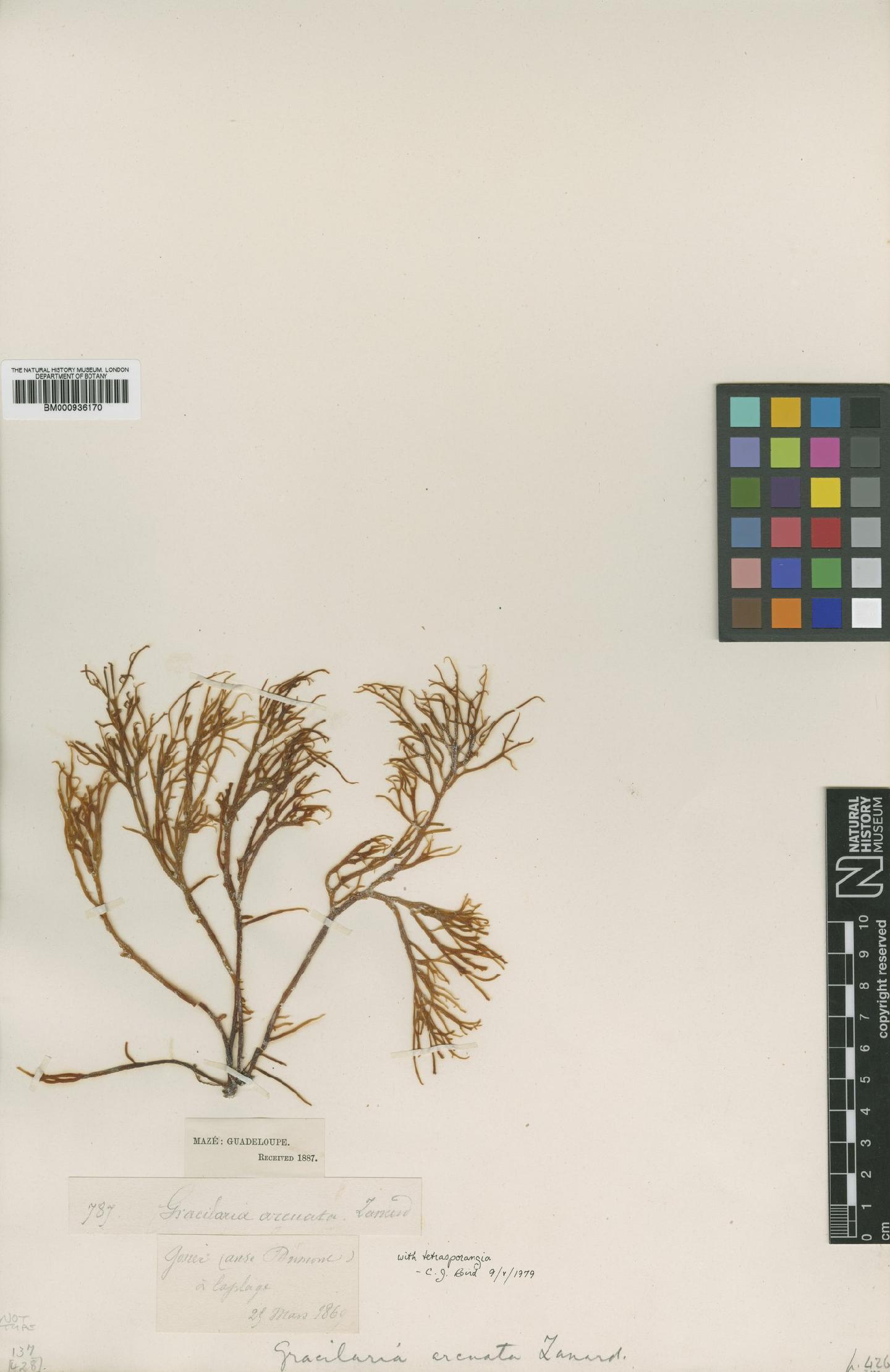 To NHMUK collection (Gracilaria arcuata Zanardini; TYPE; NHMUK:ecatalogue:436915)