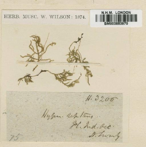 Mittenothamnium reptans (Hedw.) Cardot - BM000850970