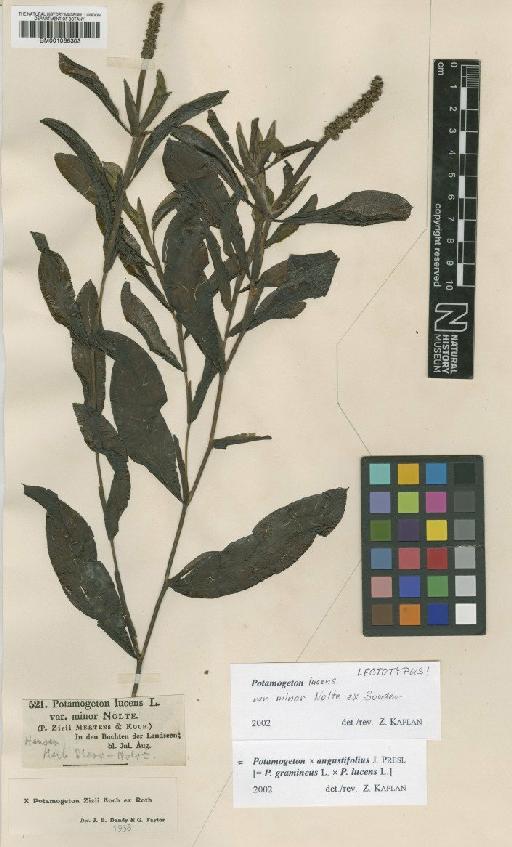 Potamogeton × angustifolius J.Presl - BM001066303