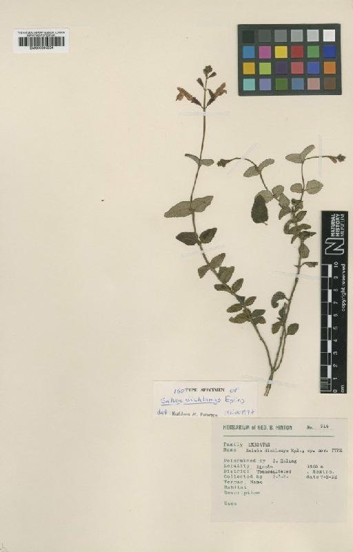 Salvia dichlamis Epling - BM000993004