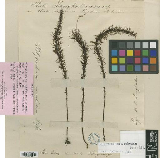 Pogonatum macrophyllum Dozy & Molk. - BM001087848