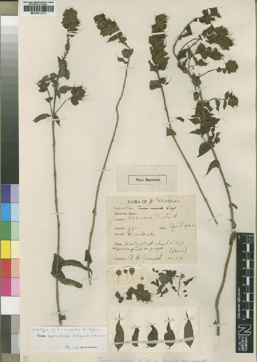 Tinnea apiculata Robyns & Lebrun - BM000910312