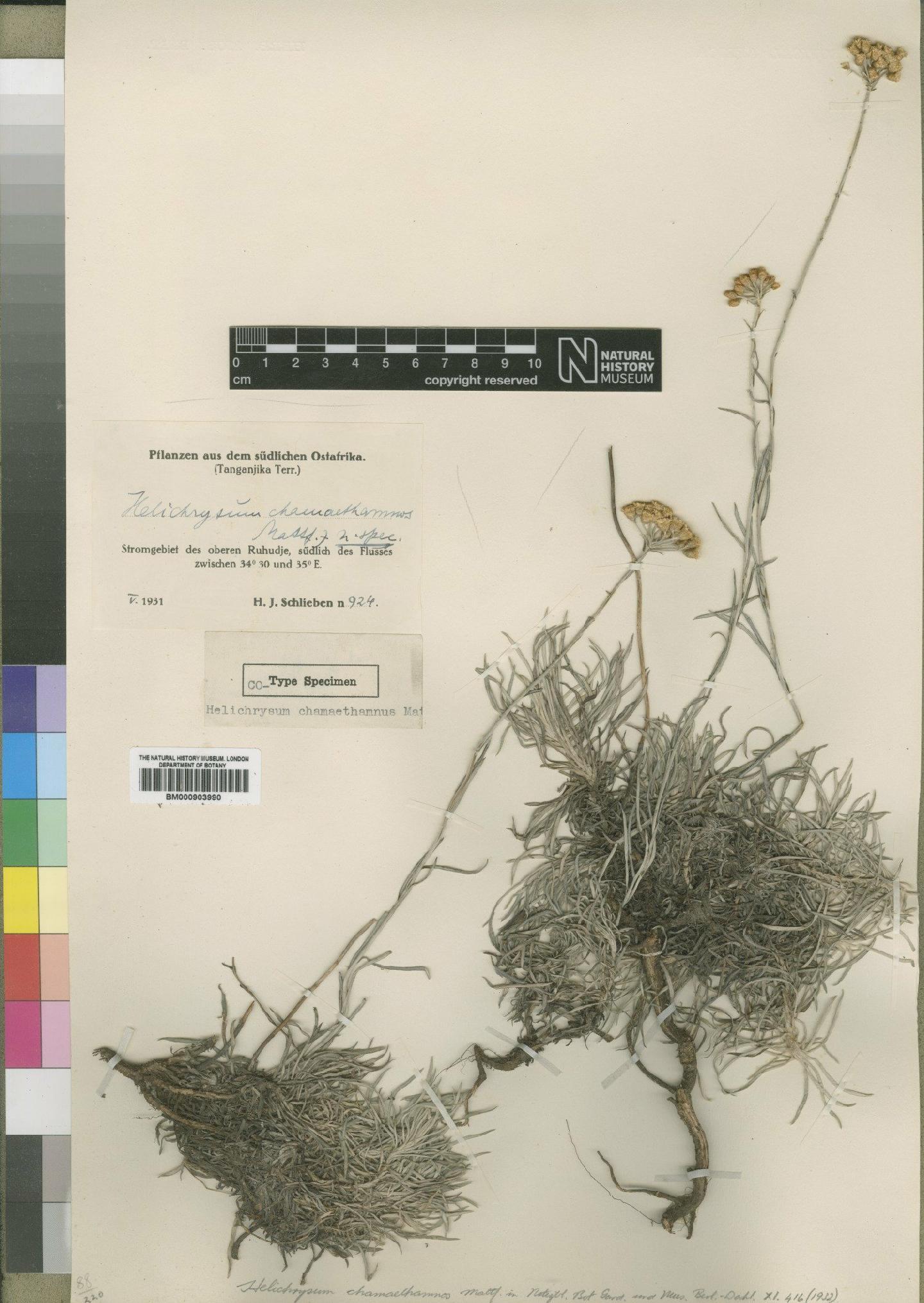 To NHMUK collection (Helichrysum chamaethamnos Mattf; TYPE; NHMUK:ecatalogue:4529039)