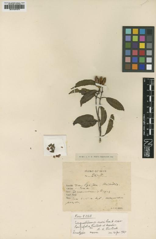 Lagerstroemia noei var. longifolia Furtado - BM000944576