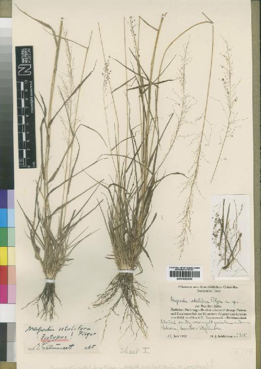Eragrostis setulifera Pilg. - BM000922958